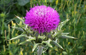 Voedingssupplement Mariadistel Extract Poeder Mariadistel Capsule Mariadistel Capsule - Product Image 3