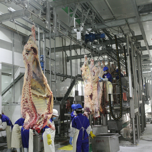 Thiết Bị Abattoir Hoàn Chỉnh Thiết Bị Giết Mổ Thịt Bò 150 Cho Nhà Máy Giết Mổ - Product Image 5