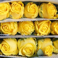 Pemasok Bunga Segar Mawar Kuning dan Anyelir dari Yunnan Kunming untuk Hari Valentine dan Natal