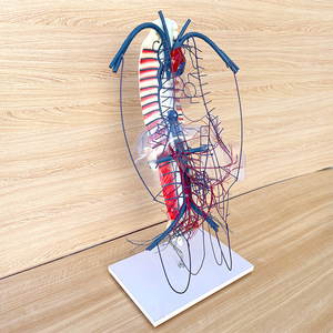 Modèle de circulation des veines portiques et des collatéraux - Modèle anatomique du système vasculaire humain pour l'enseignement en hépatologie - Product Image 4