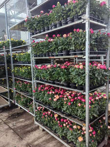 परिवहन हटाने योग्य परिवहन गैल्वेनाइज्ड गार्डन केंद्रीकृत संयंत्र ट्रॉली - Product Image 3