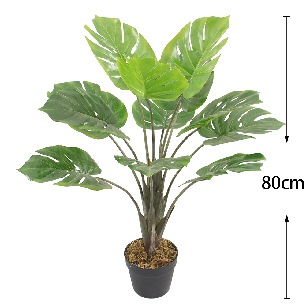 80cm