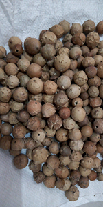 Gallina de Roble (<span class=keywords><strong>Quercus</strong></span> Infectoria) Natural a Precio Económico en Venta - Product Image 5
