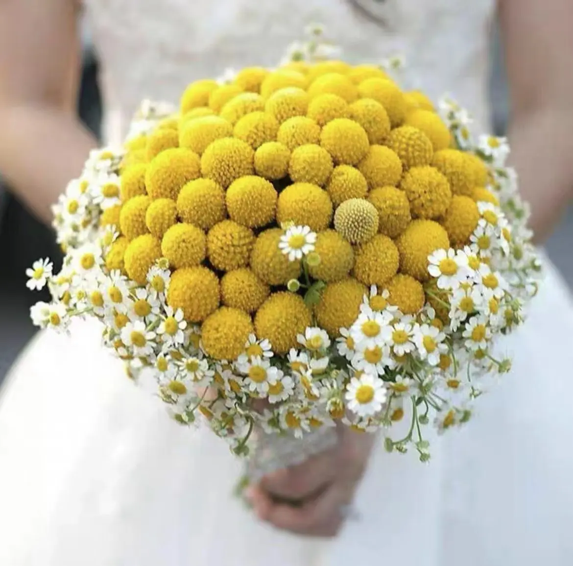 Wholesale Home Decoration Artificial Floral Decorative Nature Flower And Plant Craspedia Golden Ball Dried Wedding Billy Balls