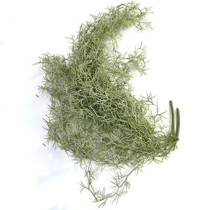 <span class=keywords><strong>GM</strong></span> Live musgo español interior falso colgante suculentas vides artificiales falsas con maceta de decoración verde para arbustos plantas de interior - Product Image 6