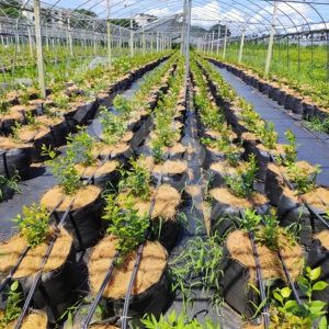 HOKBG 20 Galones Ecológico PP Negro 45 5 galones Maceta Tela Tejida Fieltro Crecimiento Maceta Bolsas Planta Granja Jardín bolsa de cultivo - Product Image 5