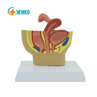 Modelo Anatómico Sagital de Órganos Genitales Internos, Útero, Demostración de Mini Pelvis Femenina, Sistema Reproductivo para Planificación Familiar