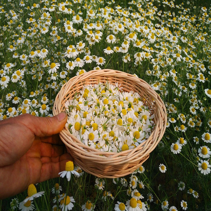 Personnalisation de haute qualité, étiquette privée, vente en gros, fleurs de camomille séchées allemandes, sachet de thé avec moins de morceaux de fleurs, croissance biologique