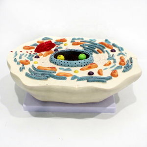 Modelo Anatómico Ampliado de una Célula Animal, Modelo de Mitocodrón para la Enseñanza de Ciencias Médicas en Escuelas y Hospitales - Product Image 3