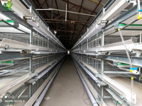 Cage à poules pondeuses automatique de type H, galvanisée à chaud, multi-niveaux, capacité 80 000 oiseaux, assemblage facile, longue durée de vie, nouvelle cage avicole