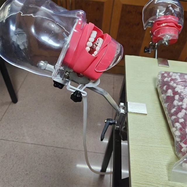 Dentist Training Teaching Steel Manual Jaw Head Model Dental Phantom Manikin Simulator Typodont