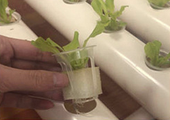 China Factory Aeroponic <span class=keywords><strong>Cloner</strong></span> 150/128/80 sito Hydroponic Clone Shell macchina per clonazione idroponica per piante - Product Image 6