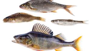 <span class=keywords><strong>Levadura</strong></span> en Escamas al por Mayor, Polvo de Proteína de <span class=keywords><strong>Levadura</strong></span>, Polvo de <span class=keywords><strong>Levadura</strong></span> de <span class=keywords><strong>Cerveza</strong></span> - Product Image 4