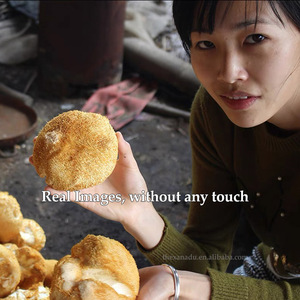 Vente en gros d'herbes saines de crinière de lions de qualité supérieure séchées de 5 à 8cm Champignon intelligent pour la culture biologique naturelle du thé et du café gommeux - Product Image 6