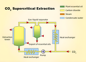 エッセンシャルオイルピュアオーガニックユーカリティーツリーラベンダーペパーミントレモングラスYlangメーカーバルク価格 - Product Image 5