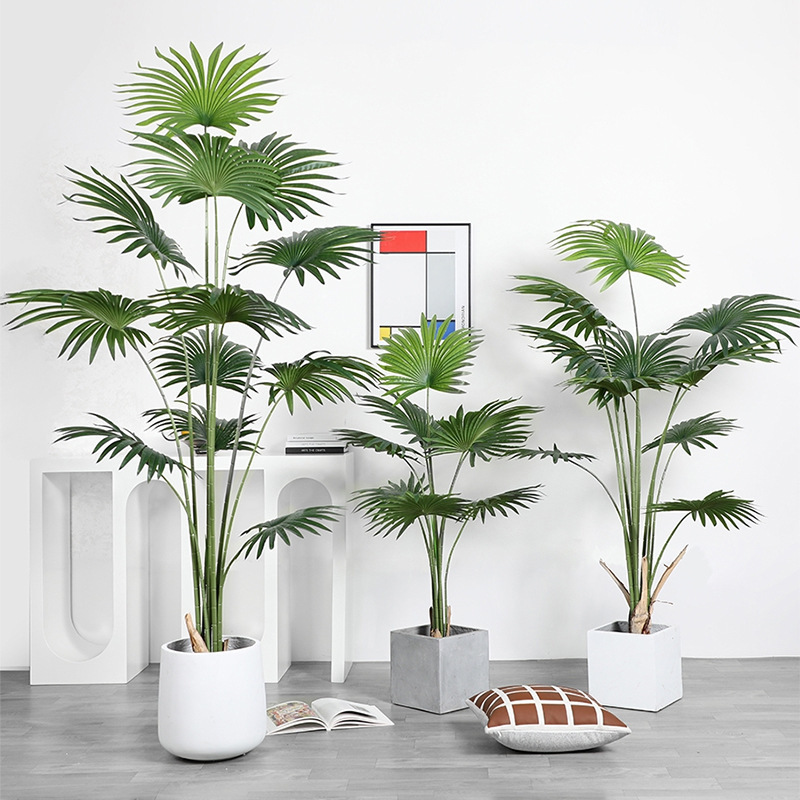 Livistona Chinensis 13#