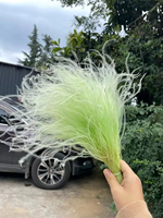 Pabrik Yunnan Menjual Rumput Pampas Mini Bulu Alami Terlaris untuk Dekorasi Rumah Hari Valentine