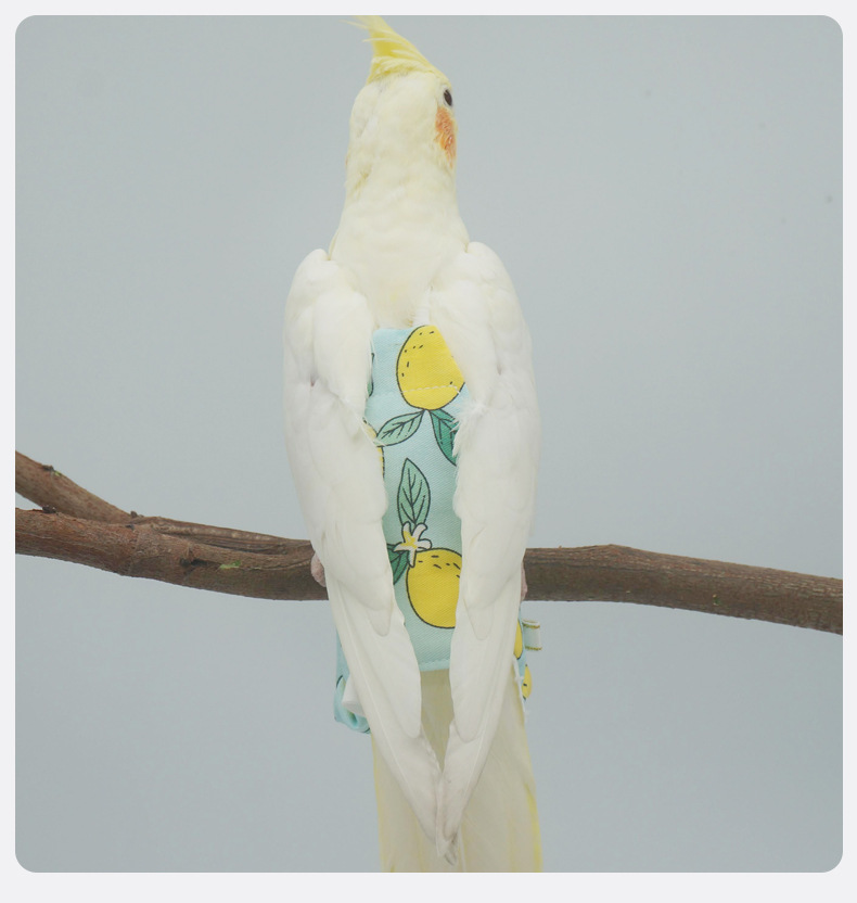 parrot diaper