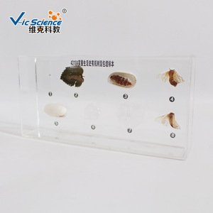 Nuevos especímenes del ciclo de vida del gusano de la seda en resina; muestras de animales y plantas en resina orgánica; escuela primaria y secundaria - Product Image 5