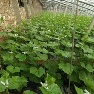 Nông Nghiệp Nhà kính thủy lợi & hydroponics thiết bị ngang thủy canh phát triển hệ thống - Product Image 4