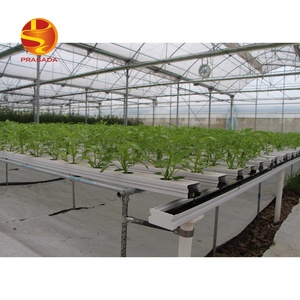 Sistema de granja de lechuga comercial Prasada Greenhouse para sistemas de cultivo <span class=keywords><strong>NFT</strong></span> tubería de PVC - Product Image 4