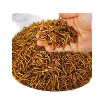 Concurrerende prijs Heerlijke reptielenmeelwormvoer Magnetrongedroogde korrels 100% natuurlijk Hoog eiwitgehalte Gezonde gewrichten 2,5-3,5cm