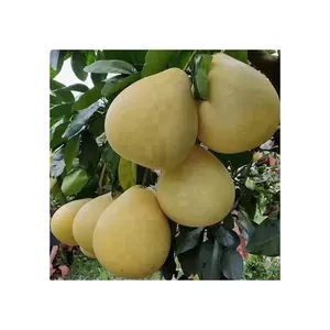 Agricoltura cibo all'ingrosso Pomelo biologico fresco naturale buon gusto pompelmo verde Pomelo