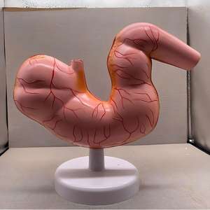 Modelo Anatómico Desmontable del Estómago del <span class=keywords><strong>Caballo</strong></span> - Herramienta Educativa Simulada para la Enseñanza de Ciencias Veterinarias y Equinas - Product Image 5