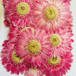 <span class=keywords><strong>Pétalos</strong></span> de Flores Secas Naturales Prensados, Calidad <span class=keywords><strong>Floristería</strong></span>, Materiales para Manualidades, Artesanías Naturales - Product Image 6