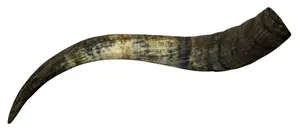 Auténtico Par de Cuernos de Buey Náuticos de Alta Calidad, Ecológicos, Acabado Natural Pulido, Decoración de Pared Estilo Animal para Souvenirs - Product Image 5