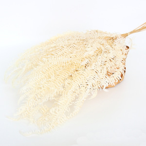 Fleur Préservée De haute Qualité Gros Feuilles de Fougère Dicranopteris <span class=keywords><strong>Dichotoma</strong></span> Feuille - Product Image 3