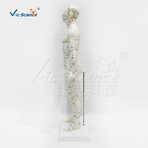 Modèle d'acupuncture humaine masculin <span class=keywords><strong>de</strong></span> 50 cm avec points d'acupuncture et méridiens, avec base en plastique - Product Image 5