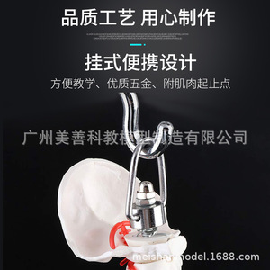 Modèle pédagogique de colonne vertébrale humaine miniature de 45 cm avec bassin, fémur et neurosquelette - Product Image 4