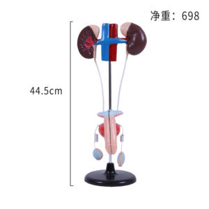 Umfassendes anatomisches Modell des männlichen Harnsystems mit Details über Blase und Harnleiter, PVC-Material, langlebiges Lehrmittel für die medizinische Wissenschaft - Product Image 6
