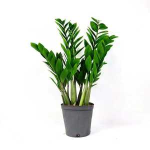 Albero della Prosperità in Vaso per Interni, Soggiorno, Ufficio, Grande Vaso, Albero Verde, Bonsai, Pianta che Purifica l'Aria - Product Image 5