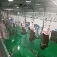 Équipement d'abattage halal pour bovins pour abattoir moderne