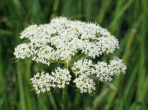 売れ筋ピュアナチュラクニジウムモニエリ種子クニジウムフルーツエキスクニジウムモニエリ抽出物<span class=keywords><strong>50</strong></span> 1 - Product Image 3