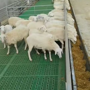 Nuevo Suelo de Plástico Antideslizante y Resistente al Desgaste <span class=keywords><strong>DEBA</strong></span> para Ovejas y Cerdos, 1000x600 mm - Product Image 1