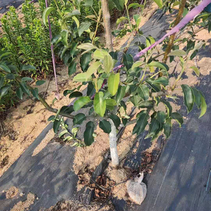 Arbres Barrière Contre Les Mauvaises Herbes Tissu Anti Mauvaises Herbes Tapis Couverture Du <span class=keywords><strong>Sol</strong></span> Jardin Membrane De Contrôle Des Mauvaises Herbes - Product Image 3