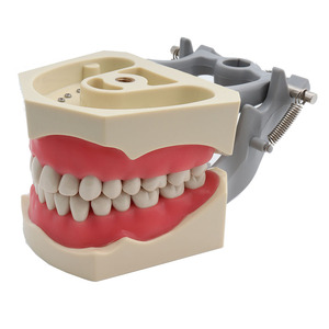 <span class=keywords><strong>Modelo</strong></span> Dental <span class=keywords><strong>Estándar</strong></span> 32 con Dientes Desmontables para Enseñanza y Entrenamiento en Ciencias Médicas con Destornillador CE/ISO - Product Image 2