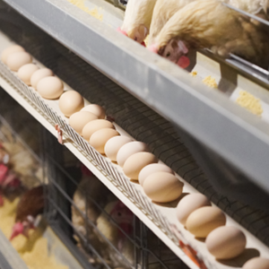 Système de cages automatiques pour l'élevage de poulets pondeurs - Product Image 1
