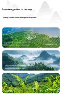 Le thé de longue vie de Zhangjiajie est l'un des patrimoins culturels immatériels indigènes