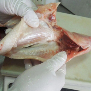 <span class=keywords><strong>Acheter</strong></span> du Tilapia Rouge Vivant Congelé en Gros de Chine – Prix Compétitif pour Tilapia Rouge Frais - Product Image 4