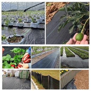 Telo Pacciamante in Plastica Premium su Misura per Agricoltura, Frutteti e Orti - Anti-Erbacce - Product Image 5
