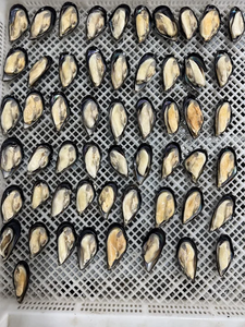 <span class=keywords><strong>Mejillones</strong></span> con media concha <span class=keywords><strong>congelados</strong></span>, <span class=keywords><strong>cocidos</strong></span>, limpios y listos para servir - Product Image 2