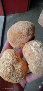 <span class=keywords><strong>Champignon</strong></span> <span class=keywords><strong>crinière</strong></span> de <span class=keywords><strong>lion</strong></span>, <span class=keywords><strong>champignon</strong></span> dent barbe de Hericium Erinaceus - Product Image 6