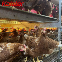 Europe et Australie Système de volière Poule pondeuse Éleveur Poulet en liberté Équipement agricole Système de volière Système sans cage