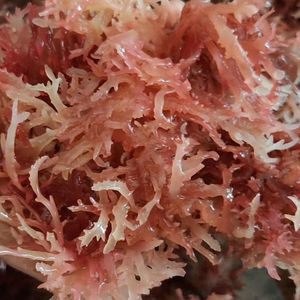 Musgo de mar irlandés púrpura <span class=keywords><strong>Chondrus</strong></span> <span class=keywords><strong>Crispus</strong></span> planta entera seca para hacer Gel - Product Image 2