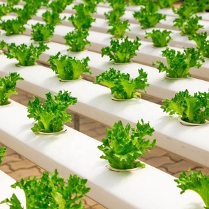 Greenhouse Hydroponic NFT Horizontal <strong>Lettuce</strong> System - Product Image 1