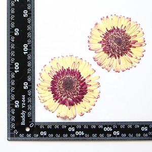 Venta al por mayor DIY material seco africano Margarita flor prensada Barberton Margarita para Nail Art resina joyería postal vela decoración - Product Image 5